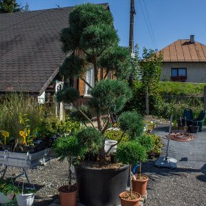 Borovica lesná (Pinus Sylvestris) ´GLAUCA´ - výška 200-230 cm, kont. C300L - POMPONS (-30°C)